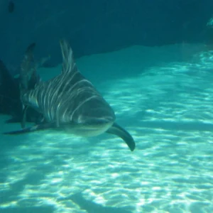 Bull Shark +REEF (Cancun)